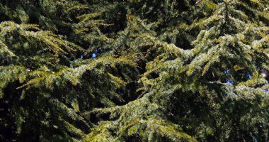 Lübnan sedir ağacı, cedrus sp., Normandiya, Fransa