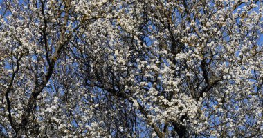 Çiçeklerdeki elma ağacının dalına karşı mavi gökyüzü, Normandiya