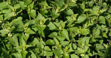 White Dead-Nettle, lamium albüm, Normandiya