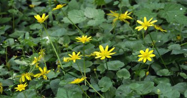 Rüzgardaki Sarı Çiçekler, Fransa 'daki Normandiya