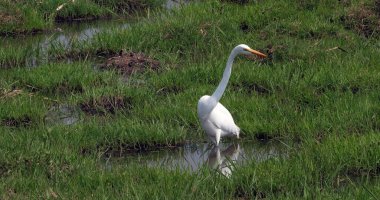 Büyük Beyaz Akbalıkçıl, Egretta Alba, Bataklıkta Yetişkin Duruşu, Kenya Nairobi Parkı