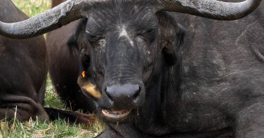 Afrika Bizonu, syncerus caffer, Sarı gagalı Yetişkin, Buphagus africanus, Kenya 'daki Masai Mara Park