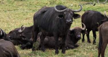 Afrika Bizonu, syncerus caffer, Grup Dinlenme, Masai Mara Park, Kenya