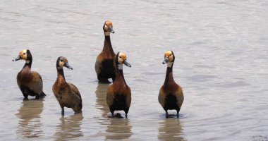 Beyaz Yüzlü Islık Ördeği, Endrocygna Viduata, Suda Duran Grup, Kenya 'daki Masai Mara Park