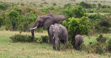 Afrika Fili, Loxodonta Africana, Bush Grubu, Kenya Masai Mara Parkı