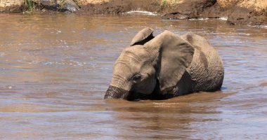 Afrika fili, loxodonta africana, Nehirde içme suyu, Kenya Samburu Parkı