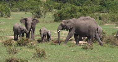 Afrika Fili, Loxodonta Africana, Bush Grubu, Kenya Masai Mara Parkı