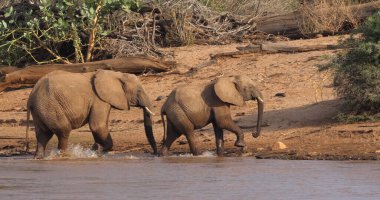 Afrikalı Fil, Loxodonta Africana, Kenya 'daki Samburu Parkı, River' dan geçiyor.