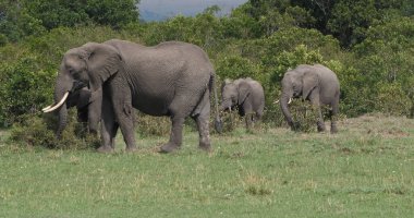 African Elephant, loxodonta africana, Group in the Bush, Masai Mara Park in Kenya clipart