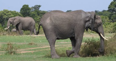 Afrika Fili, Loxodonta Africana, Bush Grubu, Kenya Masai Mara Parkı