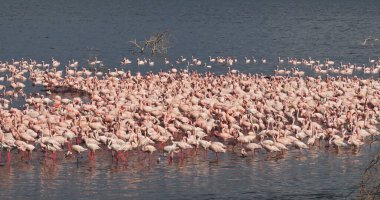 Küçük Flamingo, Phoenicopterus minor, Kenya 'daki Bogoria Gölü Kolonisi