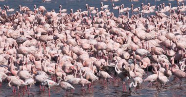 Küçük Flamingo, Phoenicopterus minor, Kenya 'daki Bogoria Gölü Kolonisi