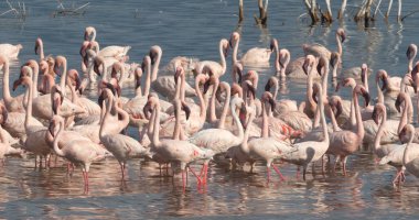 Küçük Flamingo, Phoenicopterus minor, Kenya 'daki Bogoria Gölü Kolonisi