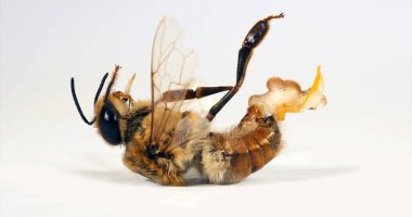 Avrupa Bal Arısı, apis mellifera, erkek dron, endophalus tamamen serbest: temiz yani üremek için iyi değil, Normandiya