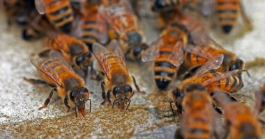 Avrupa Bal Arısı, Aspis Mellifera, Taşın Üzerinde Su İçen Arılar, Normandiya