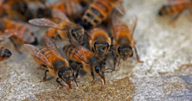 Avrupa Bal Arısı, Aspis Mellifera, Taşın Üzerinde Su İçen Arılar, Normandiya