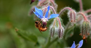 Avrupa Bal Arısı, Aspis Mellifera, Bee Booting a Borage Flower, Tozlaşma Yasası, Normandiya