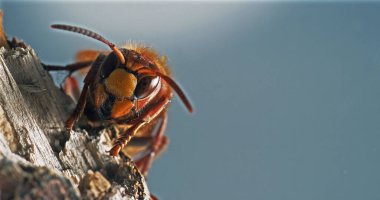 Hornet, vespa crabo, Adult , Normandy.