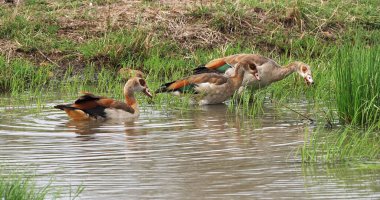 Mısırlı Kaz, alopochen aegyptiacus, Suda Duran Yetişkinler, Kenya Nairobi Milli Parkı