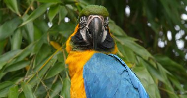 Mavi-ve-Sarı Macaw, ara ararauna, Yetişkin Portresi