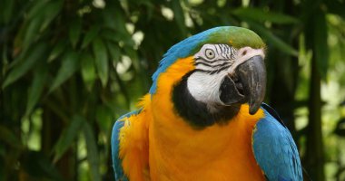 Mavi-ve-Sarı Macaw, ara ararauna, Yetişkin Portresi