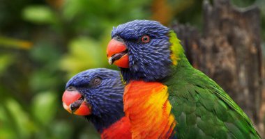 Gökkuşağı Lorikeet, trikoglossus hematodus moluccanus, Yetişkin Şubesi