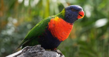 Gökkuşağı Lorikeet, trikoglossus hematodus moluccanus, Yetişkin Şubesi