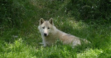 Kutup Kurdu, köpek lupus tundrarumu, çimenlerin üzerinde yatan dişi.