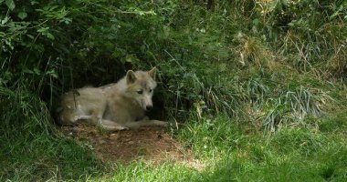 Kutup Kurdu, Den girişinde yatan köpek lupus tundrarum, dişi.