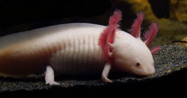 Axolotl, ambystoma mexicanum, yaklaşın.