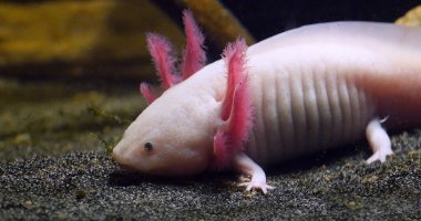 Axolotl, ambystoma mexicanum, yaklaşın.