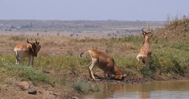 Antilop, alcelaphus buselaphus, Herd Kenya 'daki Nairobi Parkı, Waterhole' da duruyor.
