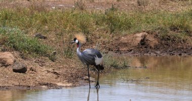 Gri Taçlı Turna, Balearica Regulorum, Su birikintisinde duran Yetişkin, Kenya 'daki Böcekleri Yiyen, Nairobi Parkı