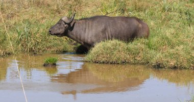 Afrika Bizonu, syncerus caffer, Kenya 'daki Nairobi Parkı, Waterhole' dan çıkan yetişkin.