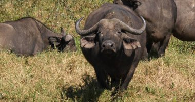 Afrika Bizonu, syncerus caffer, Savannah Herd, Kenya Nairobi Parkı