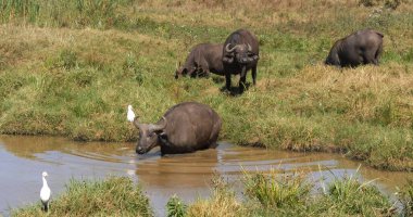 Afrika Bizonu, syncerus caffer, Waterhole Grubu, Kenya Nairobi Parkı