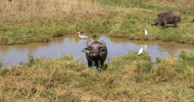 Afrika Bizonu, syncerus caffer, Waterhole Grubu, Kenya Nairobi Parkı