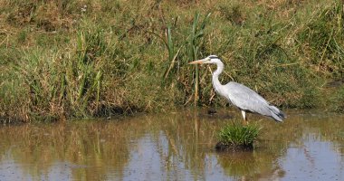 Grey Heron, Ardea Cinerea, Waterhole 'da Yetişkin, Kenya Nairobi Parkı