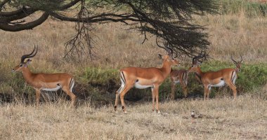 Impala, Aepyceros Melampus, Savannah 'daki bir grup erkek, Kenya' daki Nairobi Parkı
