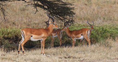 Impala, Aepyceros Melampus, Savannah 'daki bir grup erkek, Kenya' daki Nairobi Parkı