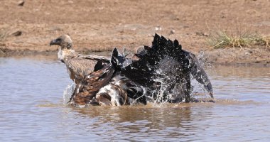 Afrikalı beyaz sırtlı akbaba, Afrikalı çingeneler, Suda Duran Grup, Kenya 'da Bath, Nairobi Parkı var.