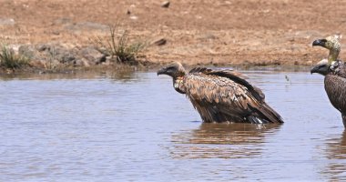 Afrikalı beyaz sırtlı akbaba, Afrikalı çingeneler, Suda Duran Grup, Kenya 'da Bath, Nairobi Parkı var.