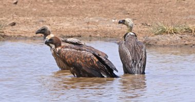 Afrikalı beyaz sırtlı akbaba, Afrikalı çingeneler, Suda Duran Grup, Kenya 'da Bath, Nairobi Parkı var.