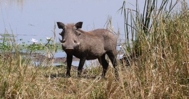 Yaban domuzu, phacochoerus aethiopicus, Su Deliğinde Yetişkin, Kenya 'da Nairobi Parkı