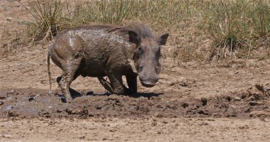 Yaban domuzu, phacochoerus aethiopicus, Yetişkin Banyosu, Kenya Nairobi Parkı