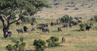 Afrika Bizonu, syncerus caffer, Herd Savannah 'da duruyor, Tsavo Park, Kenya