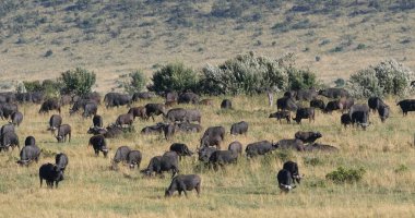 Afrika Bizonu, syncerus caffer, Herd Savannah 'da duruyor, Tsavo Park, Kenya