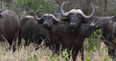 Afrika Bizonu, syncerus caffer, Herd Savannah 'da duruyor, Tsavo Park, Kenya