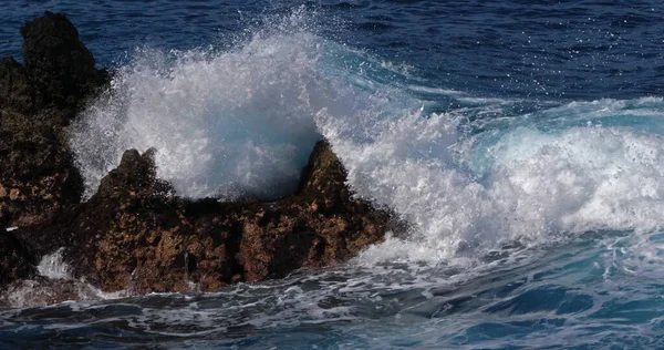 Golving Tegen Rotskust Atlantische Oceaan Porto Moniz Madeira Eiland Portugal — Stockfoto