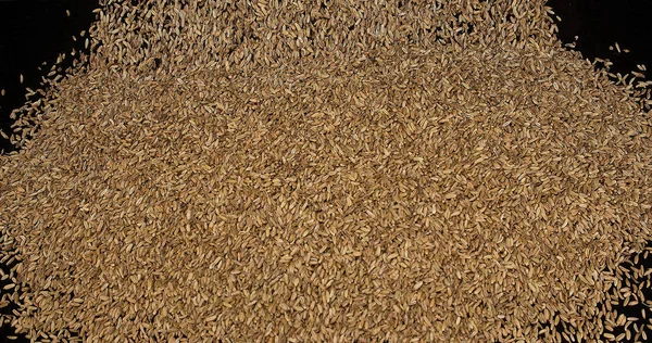 Fennel Tohumları Foeniculum Vulgare Kara Arkaplan Dökülüyor — Stok fotoğraf